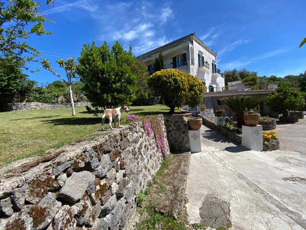 Villa Vincenzo Di Meglio Barano d'Ischia Bagian luar foto