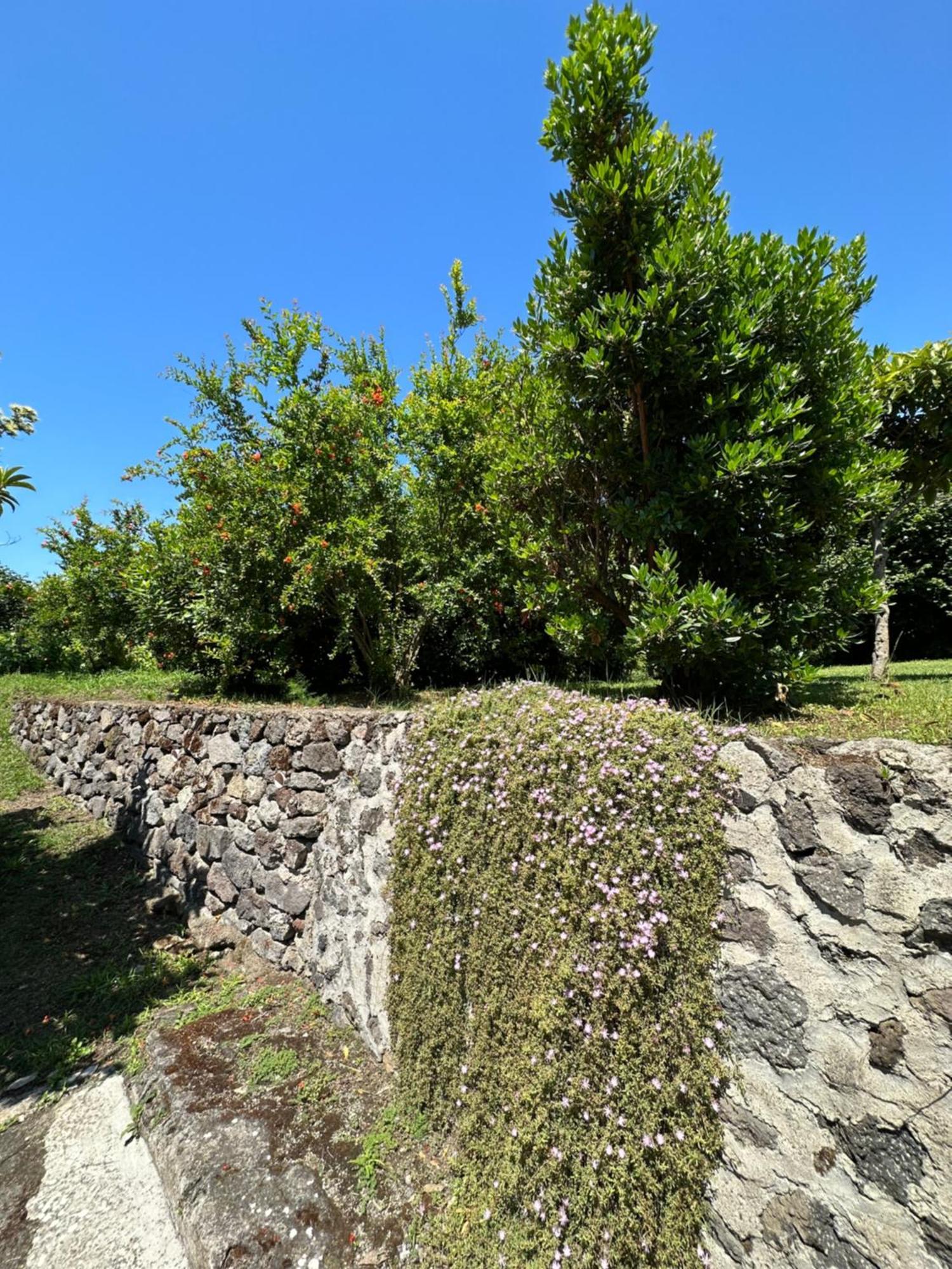 Villa Vincenzo Di Meglio Barano d'Ischia Bagian luar foto