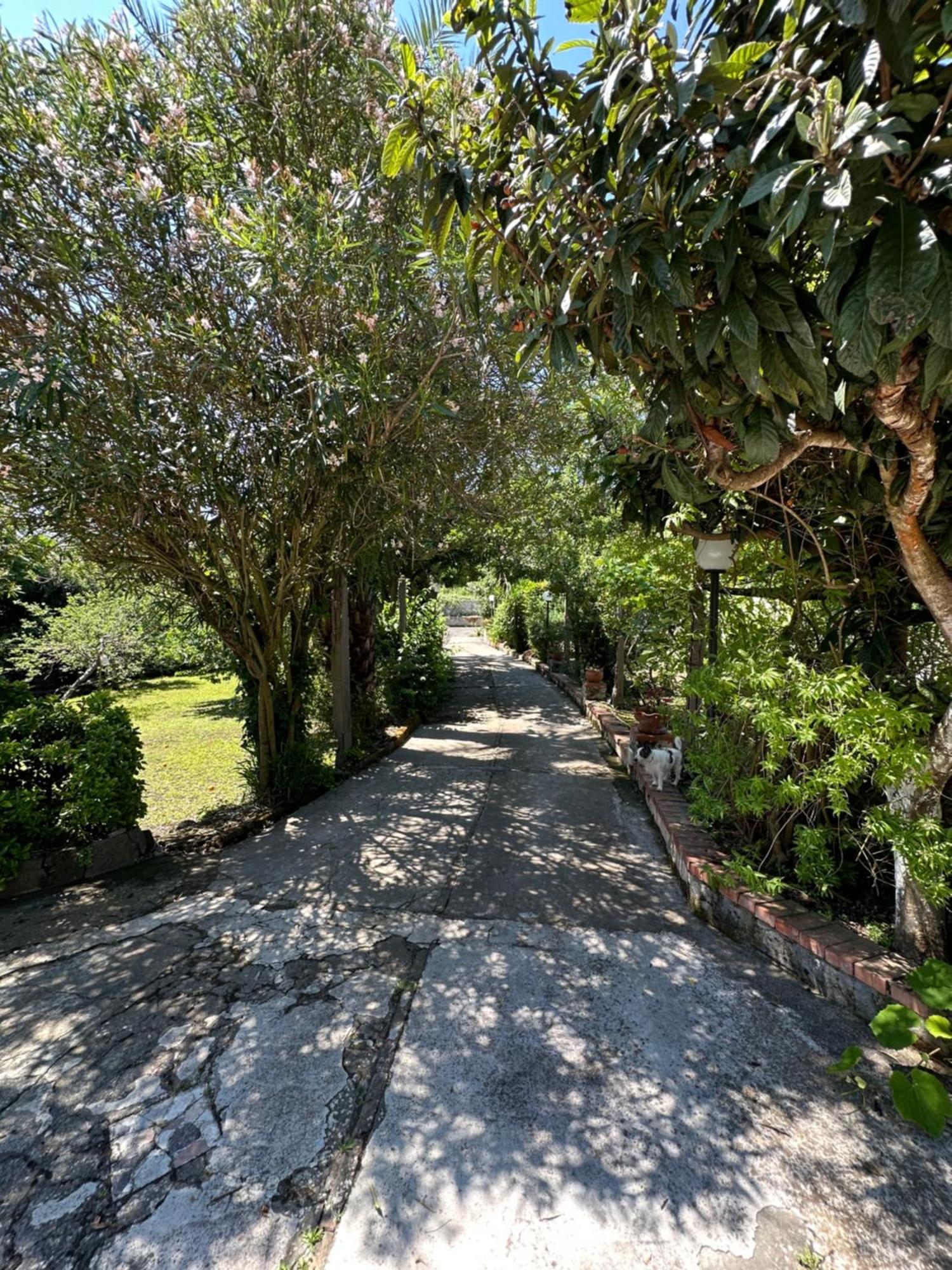 Villa Vincenzo Di Meglio Barano d'Ischia Bagian luar foto